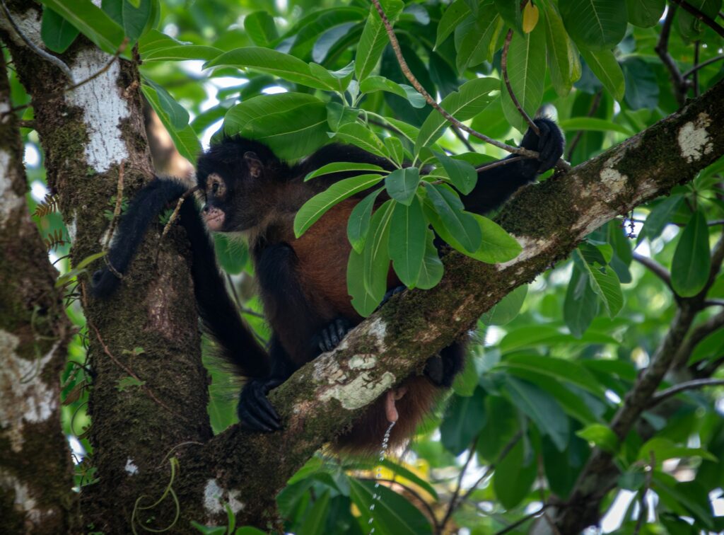 A monkey resting on a tree branch in the Costa Rican rainforest, surrounded by lush green leaves.