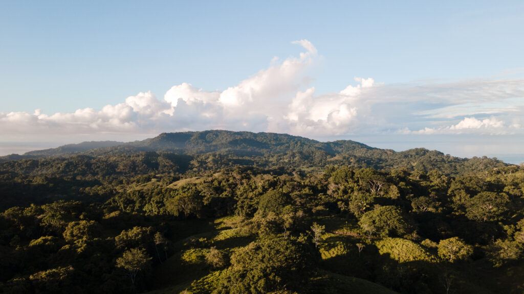 Photo of Cabo Blanco Nature Reserve’s reforestation efforts