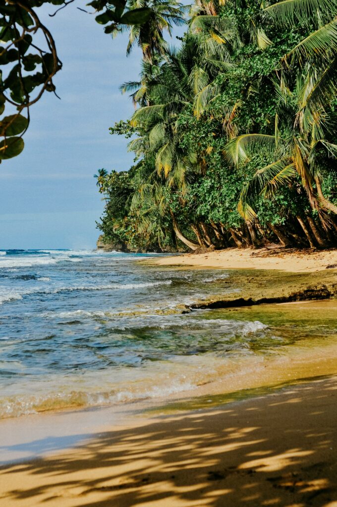 Secluded beach on Costa Rica's Pacific coast, with calm waves and dense palm trees reaching toward the water.